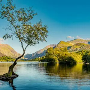 Lone Tree on a clear day, in Snowdonia National Park, Wales