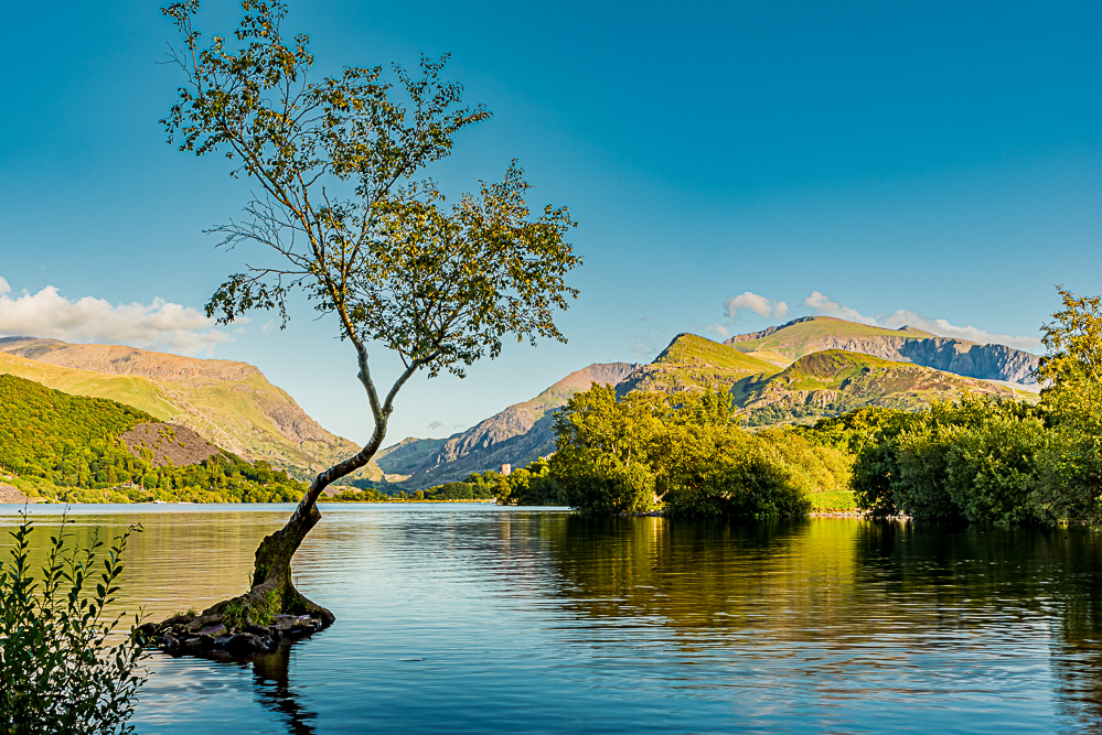 Lone Tree on a clear day, in Snowdonia National Park, Wales