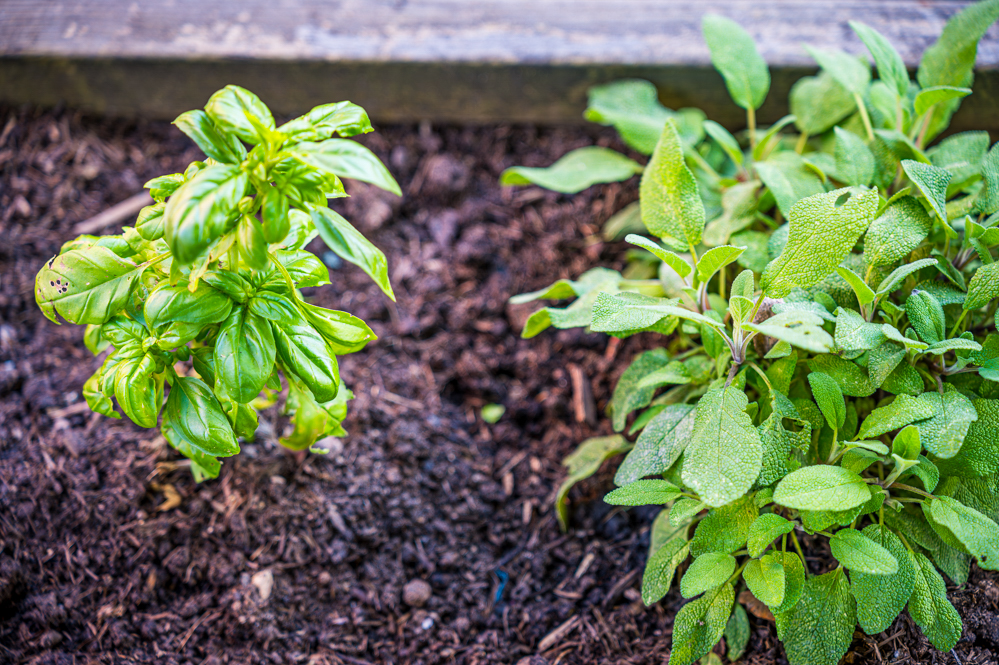 Two basil plants